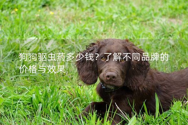 狗狗驅蟲藥多少錢？了解不同品牌的價格與效果