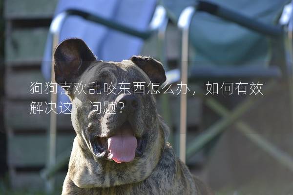 狗狗喜歡亂咬東西怎么辦，如何有效解決這一問題？