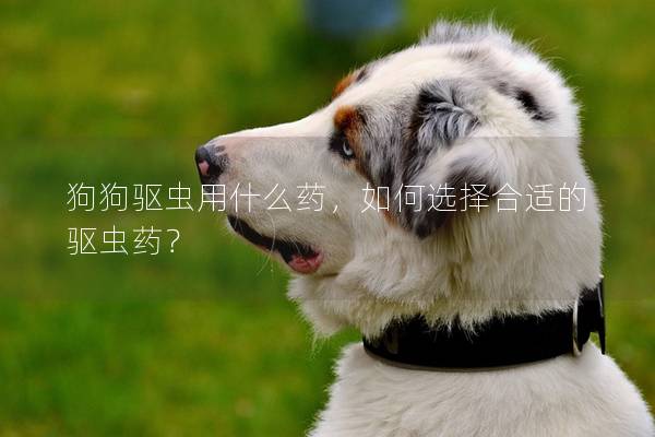 狗狗驅蟲用什么藥，如何選擇合適的驅蟲藥？