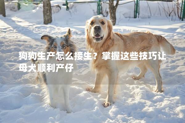 狗狗生產怎么接生？掌握這些技巧讓母犬順利產仔