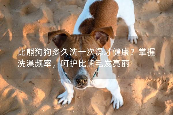 比熊狗狗多久洗一次澡才健康？掌握洗澡頻率，呵護比熊毛發(fā)亮麗