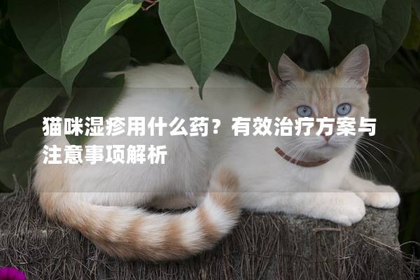 貓咪濕疹用什么藥？有效治療方案與注意事項解析