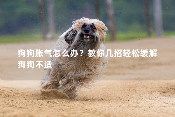 狗狗脹氣怎么辦？教你幾招輕松緩解狗狗不適