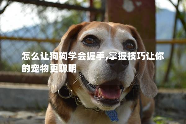 怎么讓狗狗學會握手,掌握技巧讓你的寵物更聰明