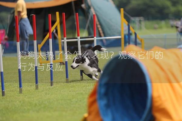 狗狗太熱了會(huì)怎么表現(xiàn)？觀察它們的行為與反應(yīng)