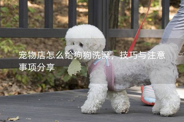 寵物店怎么給狗狗洗澡，技巧與注意事項(xiàng)分享