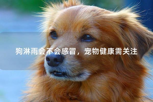 狗淋雨會不會感冒，寵物健康需關(guān)注