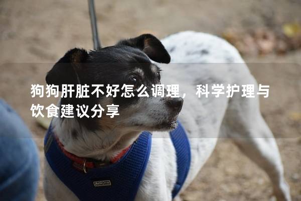 狗狗肝臟不好怎么調(diào)理，科學(xué)護(hù)理與飲食建議分享