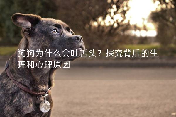 狗狗為什么會(huì)吐舌頭？探究背后的生理和心理原因