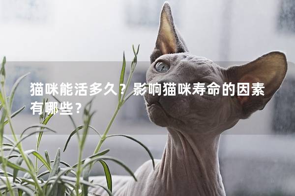 貓咪能活多久？影響貓咪壽命的因素有哪些？