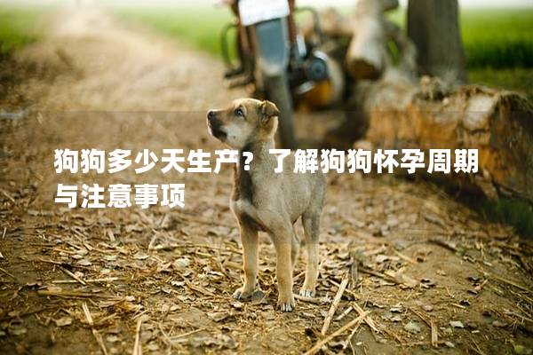 狗狗多少天生產(chǎn)？了解狗狗懷孕周期與注意事項(xiàng)