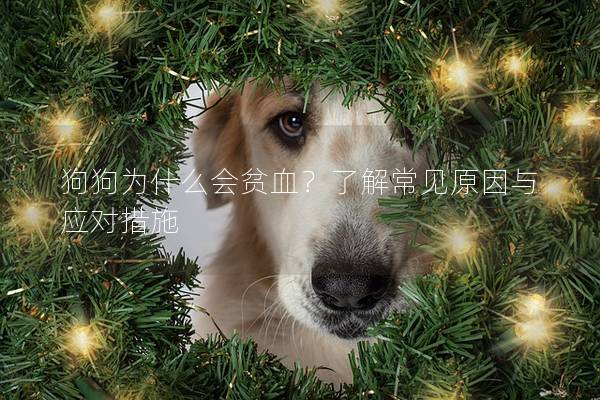 狗狗為什么會貧血？了解常見原因與應對措施