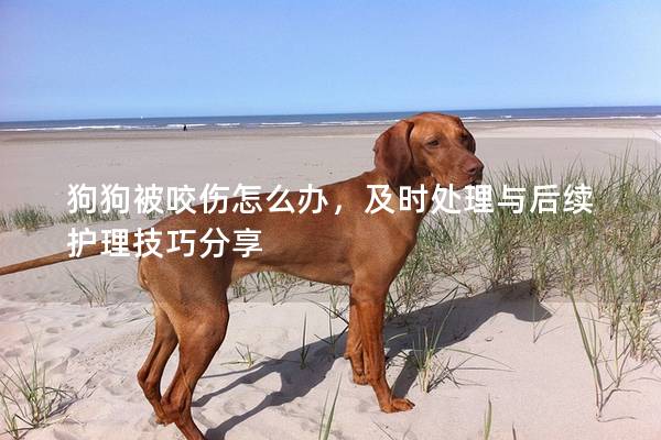 狗狗被咬傷怎么辦，及時處理與后續護理技巧分享