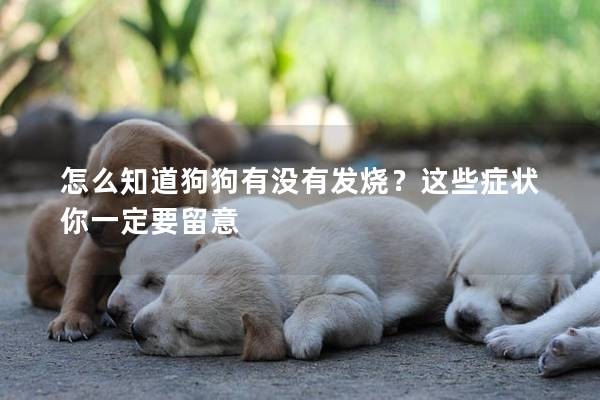 怎么知道狗狗有沒有發燒？這些癥狀你一定要留意