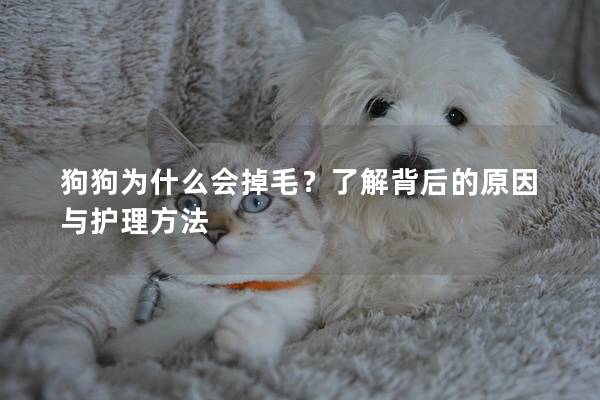狗狗為什么會掉毛？了解背后的原因與護理方法