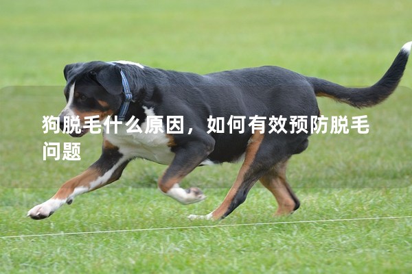 狗脫毛什么原因,如何有效預防脫毛問題 狗脫毛什么原因,如何有效預防脫毛問題