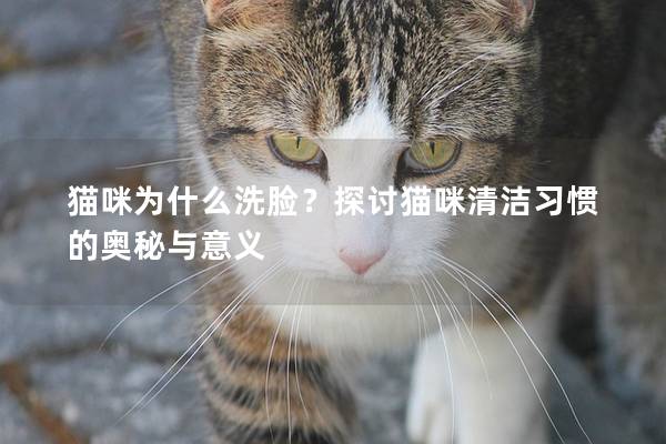 貓咪為什么洗臉？探討貓咪清潔習(xí)慣的奧秘與意義