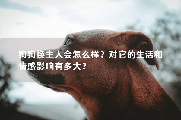 狗狗換主人會怎么樣？對它的生活和情感影響有多大？
