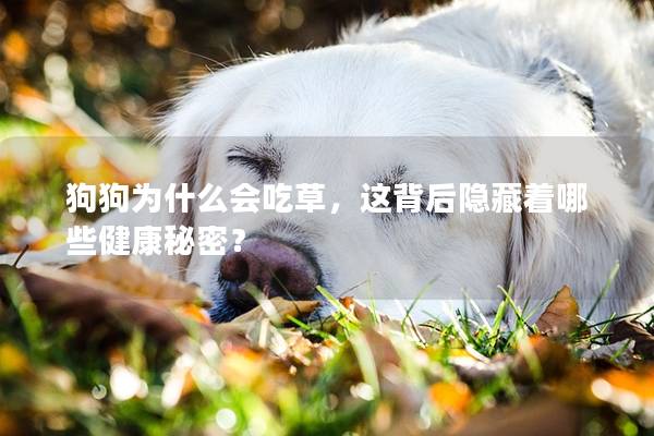 狗狗為什么會(huì)吃草，這背后隱藏著哪些健康秘密？