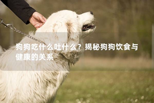 狗狗吃什么吐什么？揭秘狗狗飲食與健康的關系