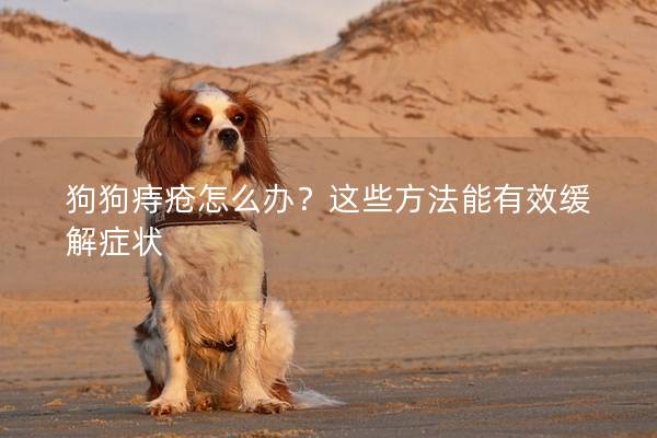 狗狗痔瘡怎么辦？這些方法能有效緩解癥狀