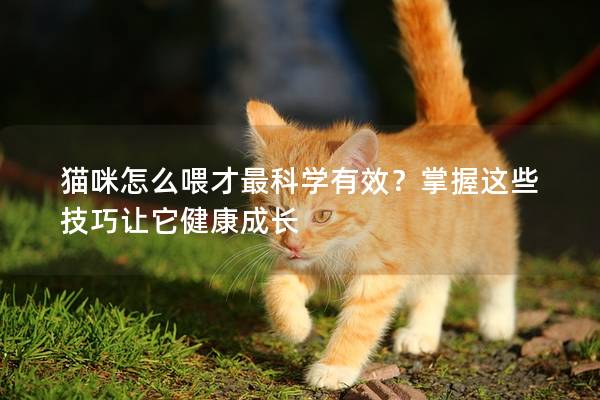 貓咪怎么喂才最科學(xué)有效？掌握這些技巧讓它健康成長