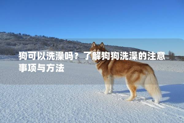 狗可以洗澡嗎？了解狗狗洗澡的注意事項與方法