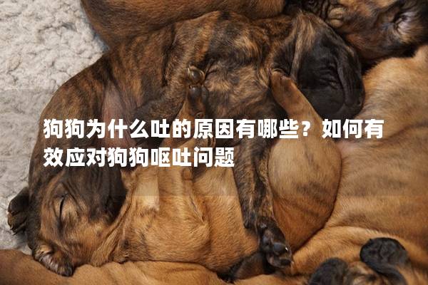 狗狗為什么吐的原因有哪些？如何有效應(yīng)對狗狗嘔吐問題