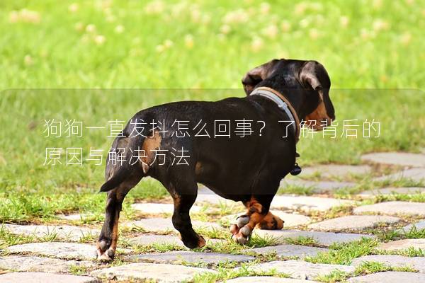 狗狗一直發(fā)抖怎么回事？了解背后的原因與解決方法