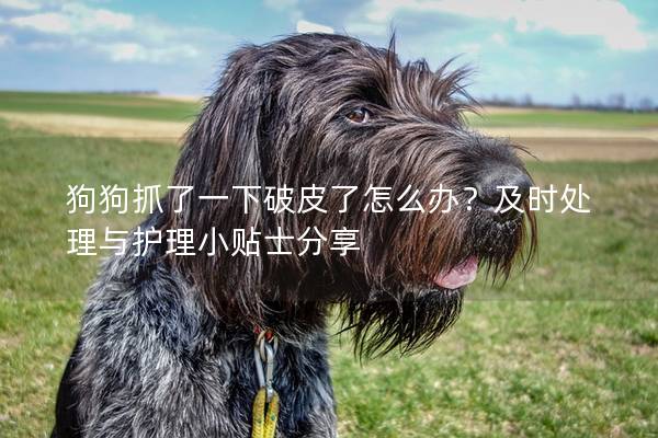 狗狗抓了一下破皮了怎么辦？及時處理與護理小貼士分享
