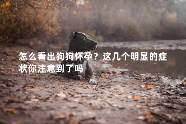 怎么看出狗狗懷孕？這幾個明顯的癥狀你注意到了嗎