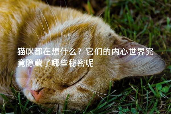 貓咪都在想什么?它們的內心世界究竟隱藏了哪些秘密呢 貓咪都在想什么?它們的內心世界究竟隱藏了哪些秘密呢