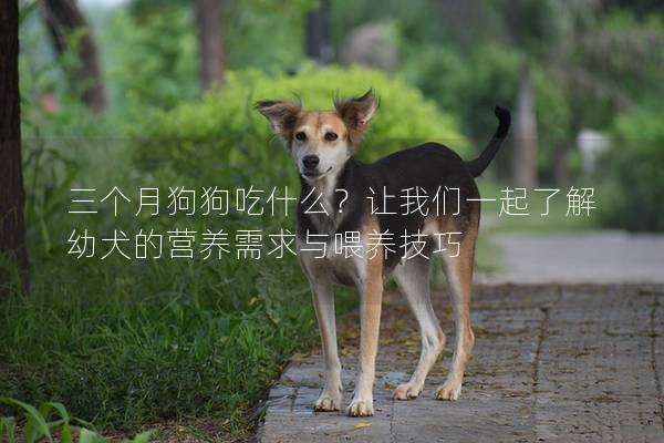 三個月狗狗吃什么？讓我們一起了解幼犬的營養(yǎng)需求與喂養(yǎng)技巧