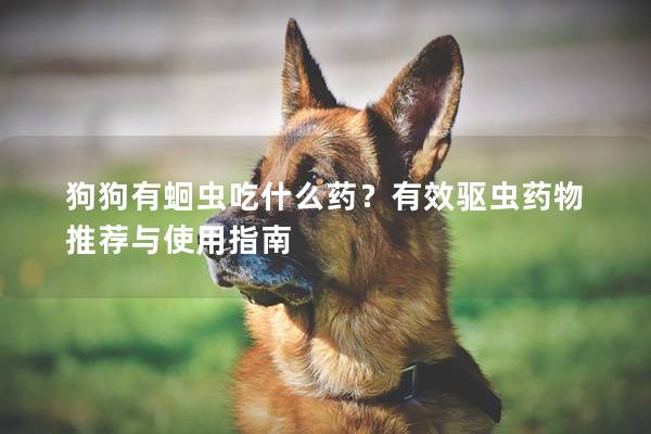 狗狗有蛔蟲吃什么藥？有效驅蟲藥物推薦與使用指南