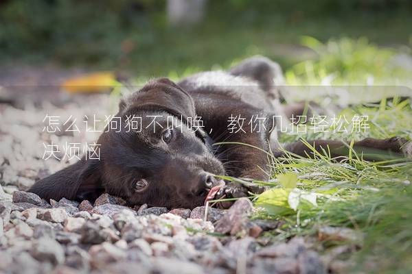 怎么讓狗狗不叫喚,教你幾招輕松解決煩惱 怎么讓狗狗不叫喚,教你幾招輕松解決煩惱