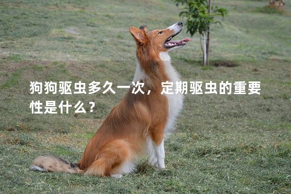狗狗驅(qū)蟲多久一次,定期驅(qū)蟲的重要性是什么?