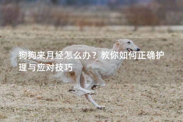 狗狗來月經怎么辦？教你如何正確護理與應對技巧