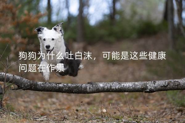 狗狗為什么吐白沫，可能是這些健康問題在作祟