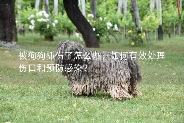 被狗狗抓傷了怎么辦，如何有效處理傷口和預防感染？