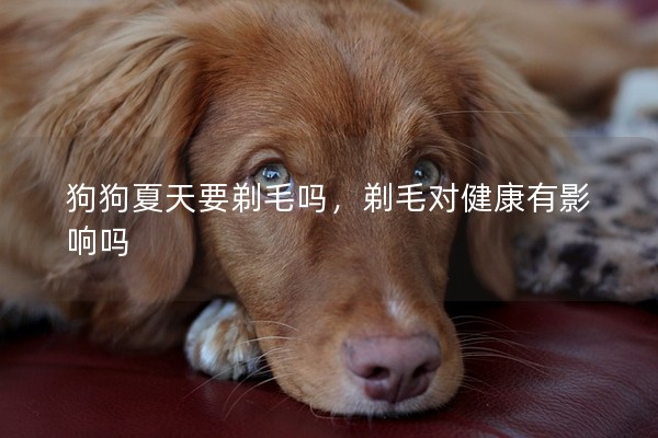 狗狗夏天要剃毛嗎，剃毛對(duì)健康有影響嗎
