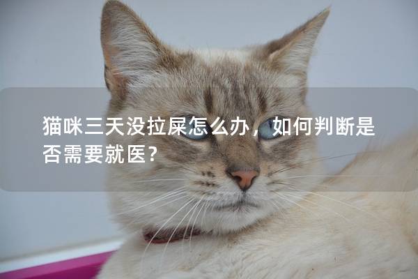 貓咪三天沒拉屎怎么辦，如何判斷是否需要就醫？