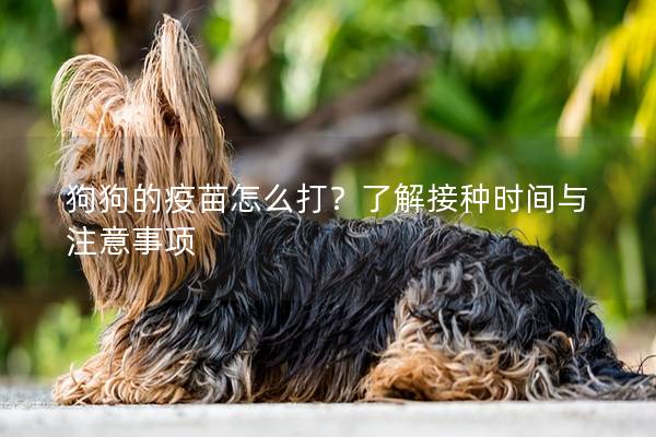 狗狗的疫苗怎么打？了解接種時間與注意事項