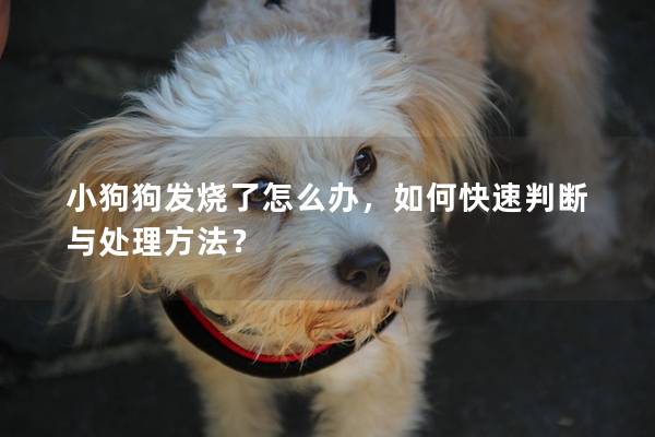 小狗狗發燒了怎么辦，如何快速判斷與處理方法？