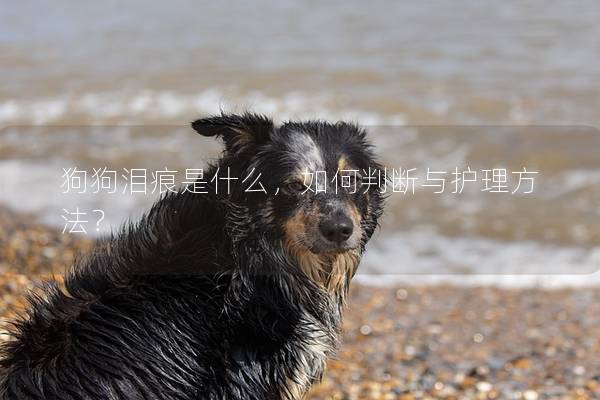 狗狗淚痕是什么，如何判斷與護理方法？