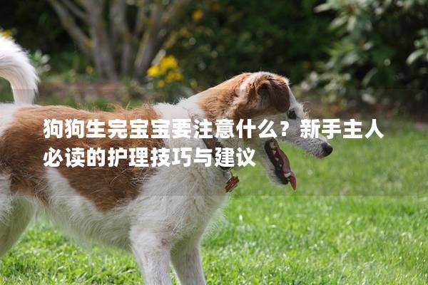 狗狗生完寶寶要注意什么？新手主人必讀的護理技巧與建議