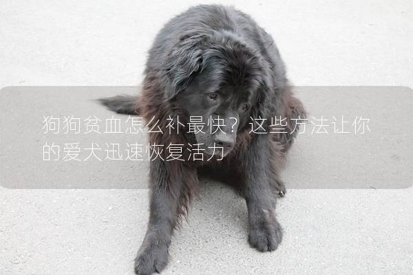 狗狗貧血怎么補最快？這些方法讓你的愛犬迅速恢復活力