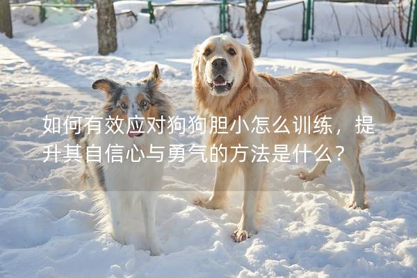 如何有效應(yīng)對狗狗膽小怎么訓(xùn)練，提升其自信心與勇氣的方法是什么？