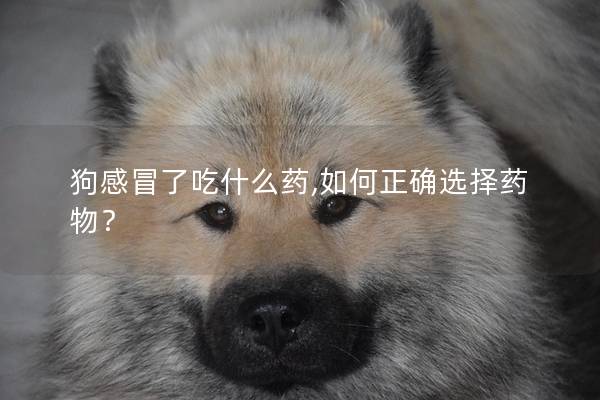 狗感冒了吃什么藥,如何正確選擇藥物? 狗感冒了吃什么藥,如何正確選擇藥物?