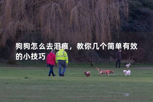 狗狗怎么去淚痕，教你幾個簡單有效的小技巧