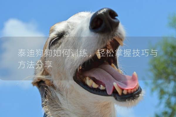 泰迪狗狗如何訓練，輕松掌握技巧與方法分享